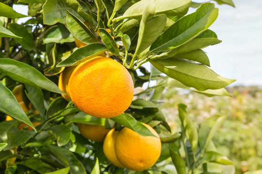 closeup of oranges ripening on orange tree
