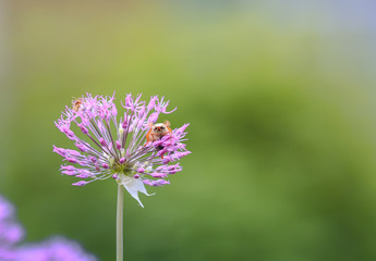 may beetle sitting on a flower decorative bow