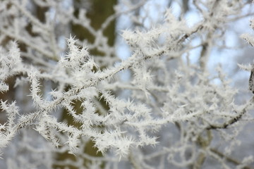 Frost on small branches