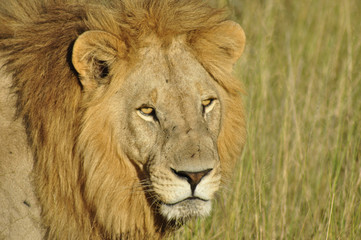 Kenia: Löwe von ganz nah