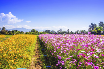 Cosmos flowers blooming in the morning