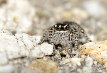 Jumping Spider On Rock Closeup