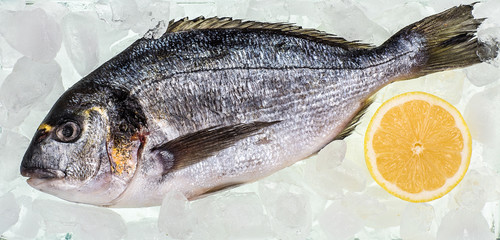 frozen fish dorado with ice cubes