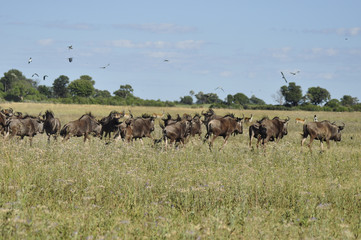 Kenia: Gnu-Herde beim Weiden