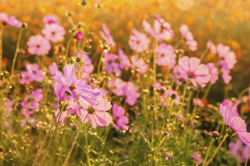 Obraz na płótnie Canvas Cosmos flowers blooming in the morning