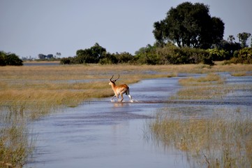 Obraz na płótnie Canvas Antilopen in der Savannen-Insel in der Wildnis der Okavango-Sümpfe. Antilopes walks through the lake in the Okavango-Delta swamps
