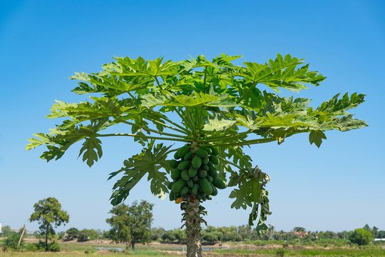 Papaya tree with bunch of fruits on blue sky background.