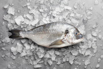 Fresh dorado or gilthead bream on stone background with ice