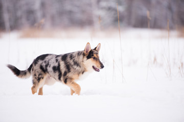Obraz premium mixed breed puppy walking in winter