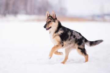 adorable mixed breed puppy running in winter