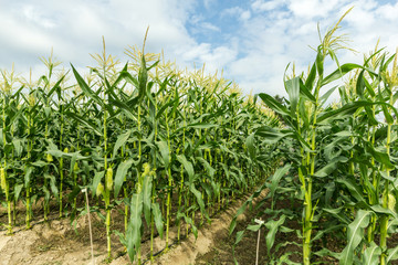 green corn field with drip irrigation system in farm