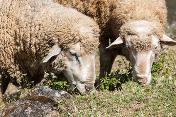 dirty flock sheep eating grass in the field