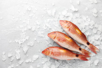 Fresh red mullet fish on icy stone background, top view