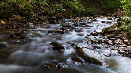 Forest river or stream