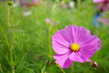 コスモス（cosmos）