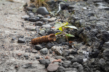 rusty bolt