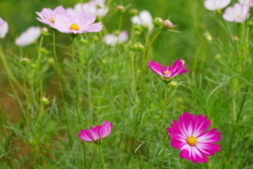 コスモス（cosmos）