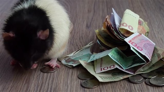 Black-and-white rat washes on coins and banknotes. Currencies around world.