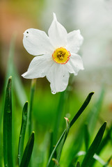 bunch flowered narcissus