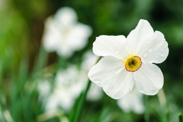 bunch flowered narcissus