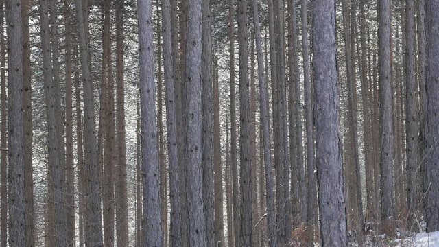 Fall of snowflakes in front of tree forest scenery slow motion 1920X1080 FullHD footage - First snow winter background slow-mo 1080p HD video 
