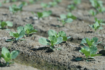 view of a freshly growing cabbage field.