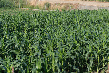Corn field