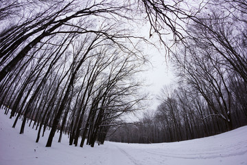 Winter snowy forest