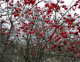 Viburnum autumn outdoors