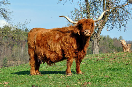 Hochlandrind