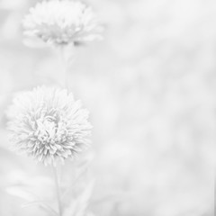 Beautiful aster flower.. Blurred black and white background