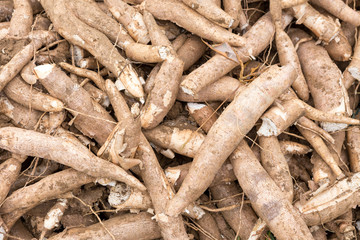 Cassava (Manihot esculenta), also called yuca or manioc