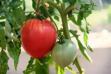 red organic tomato plant and fruit, giant tomatoes growing