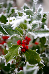 Ilex im Winter