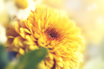Closeup of Yellow and Beautiful Flower with blured Background. S