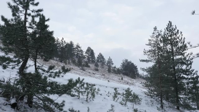 Falling snowflakes over cone-bearing seed plants 3840X2160 UHD footage - Winter landscape with coniferous woods 4K 2160p 30fps UltraHD video 
