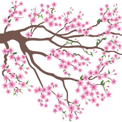 Obraz na płótnie Canvas blooming branch of sakura