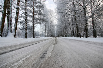 tree along the road in the winter