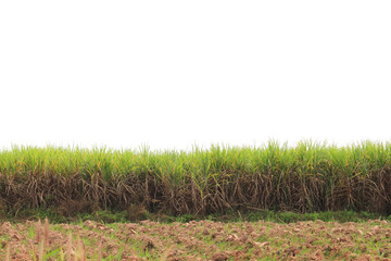 Prepare Sugarcane Field on isolated