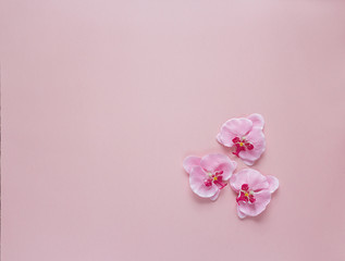 Obraz na płótnie Canvas Three rosy orchid flowers on pink background. Place for text.