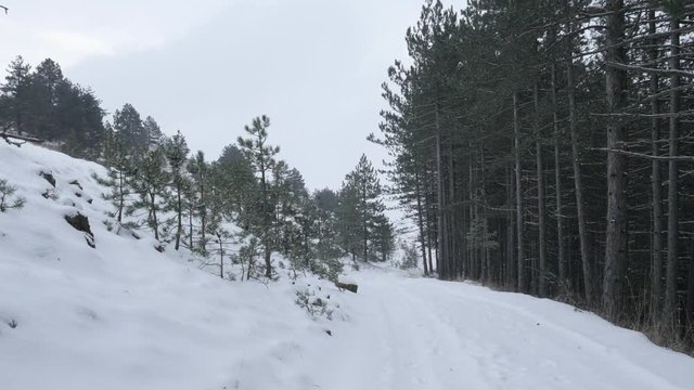 Cone-bearing seed plants and falling snowflakes 3840X2160 UHD footage - First snow fall in coniferous woods winter scenery 4K 2160p 30fps UltraHD video 