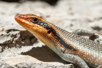 A common flat lizard basking in the sunshine in Botswana, Okavango Delta