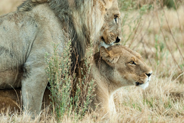 male and female lion (Panthera leo), botswana