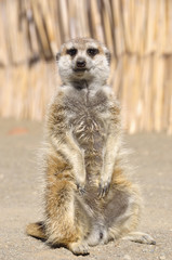 Ein neugieriges Erdmännchen. A suricate in the Kalahari