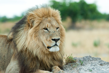 Naklejka na ściany i meble male lion (Panthera leo), looking at the savanna, botswana