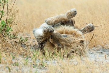 male lion (Panthera leo), rolling, botswana