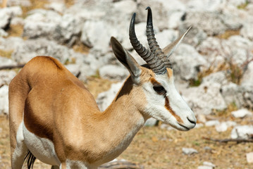 Springbok (Antidorcas marsupialis), Etosha National Park, Namibia