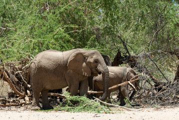African bush elephant (Loxodonta africana), Group unter trees, Namibia