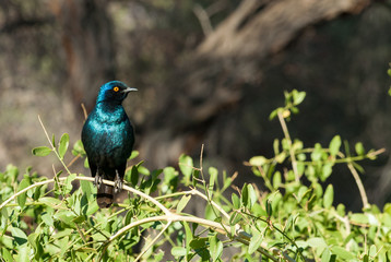 Greater blue-eared starling, Botswana