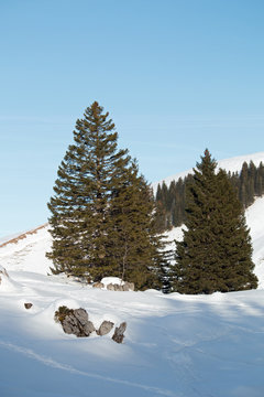 Baumgrenze